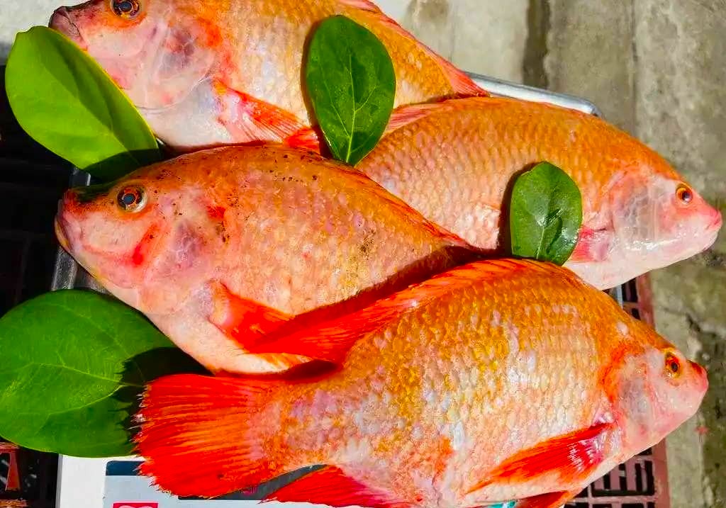 Tilapia roja fresca